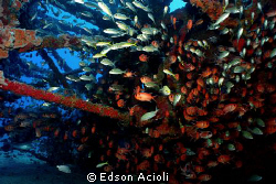 Explosion of life! Sinking Vapor Low, Recife, Brazil. by Edson Acioli 